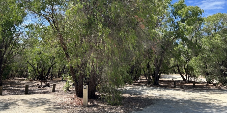 A campsite next to a peppermint tree with blue sky in teh background.