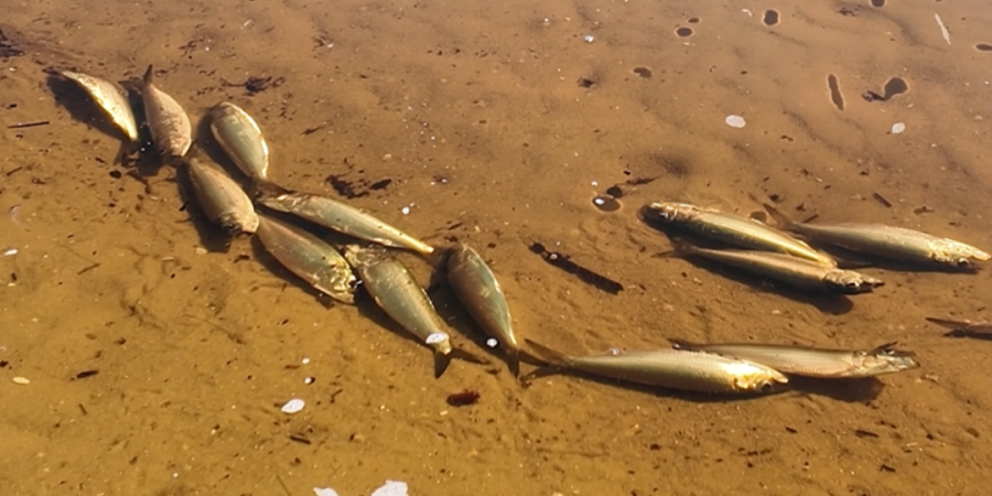 Dead fish in shallow, brackish water