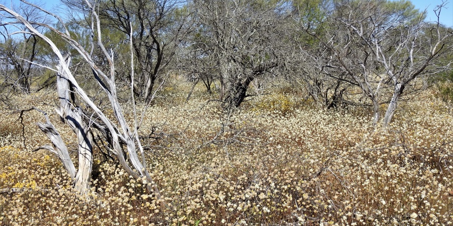 Sparse woodlands with wildflowers under a blue sky in the Mid-West Region of Western Australia