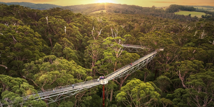 Tree Top Walk sunset An elevated walkway through the tree canopies at sunset