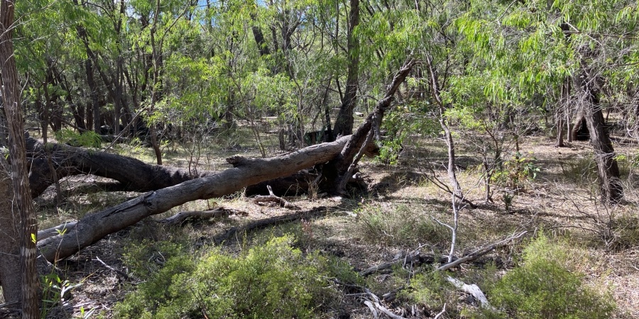 A fallen log in an open forested area
