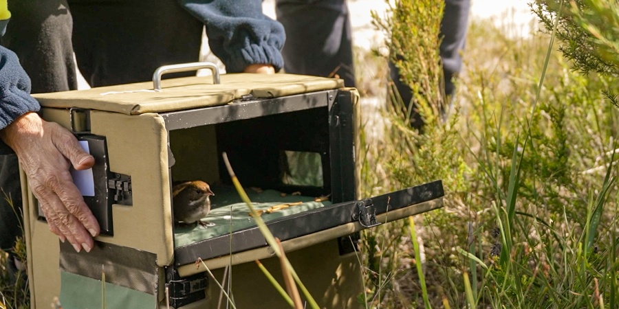 Noisy Scrub Bird being translocated. Photo - DBCA