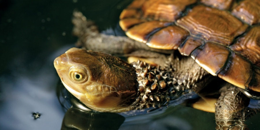 A close up of the western swamp tortoise, looking at the camera. Its skin is spiny and its carapace is light brown. 