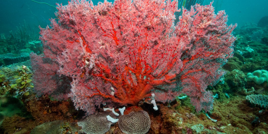 A community information session will be held at the Onslow Sports Club on Tuesday 9 December 2025 from 6pm. Photo: Oceanwise 