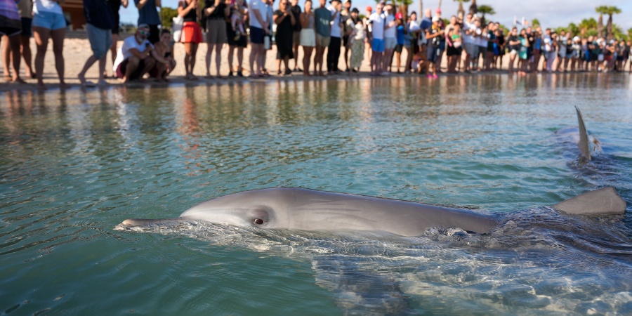 Dolphins at Monkey Mia. Photo by Samille Mitchell/DBCA