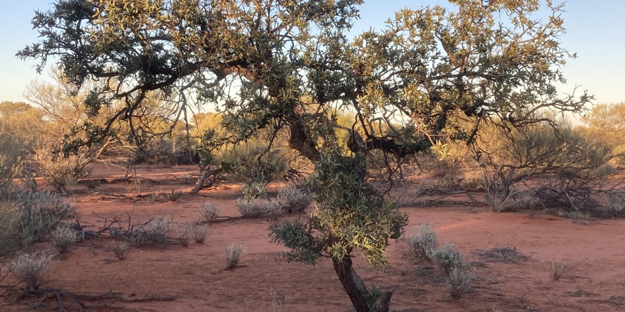 A sandalwood tree in the bush