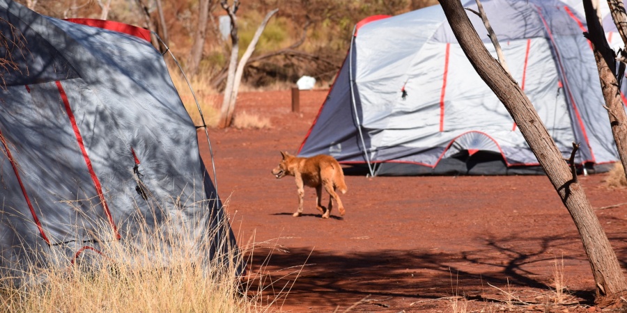 Visitors to Karijini National Park are being urged to be on the alert and take caution following recent incidents involving aggressive dingoes. 