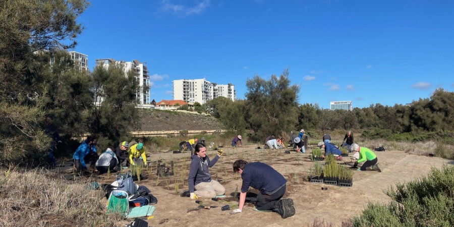 A group of people are planting seedlings in a cleared area amongst shrubbery. 
