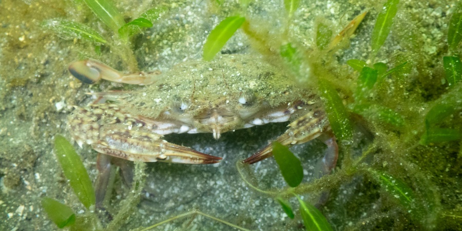 A blue swimmer crab in a meadow of seagrass