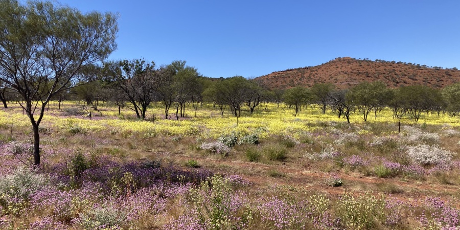 Bushland at Yinggarda Conservation Estate