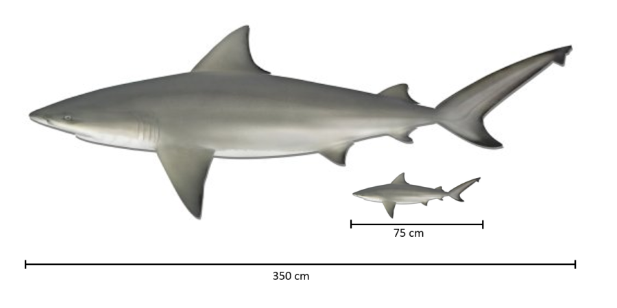 Illustrations of adult and juvenile bull sharks showing how large they can grow - up to 75cm for juveniles and 350cm for adults
