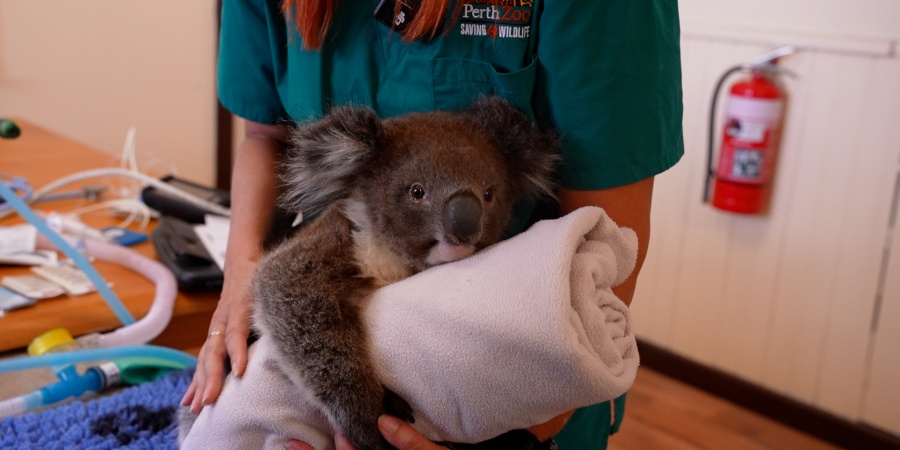 Koala wrapped in a white towel during a veterinary check.