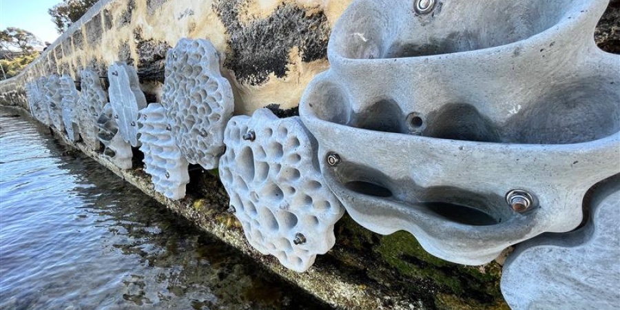 'Living seawall' panels attached to a seawall