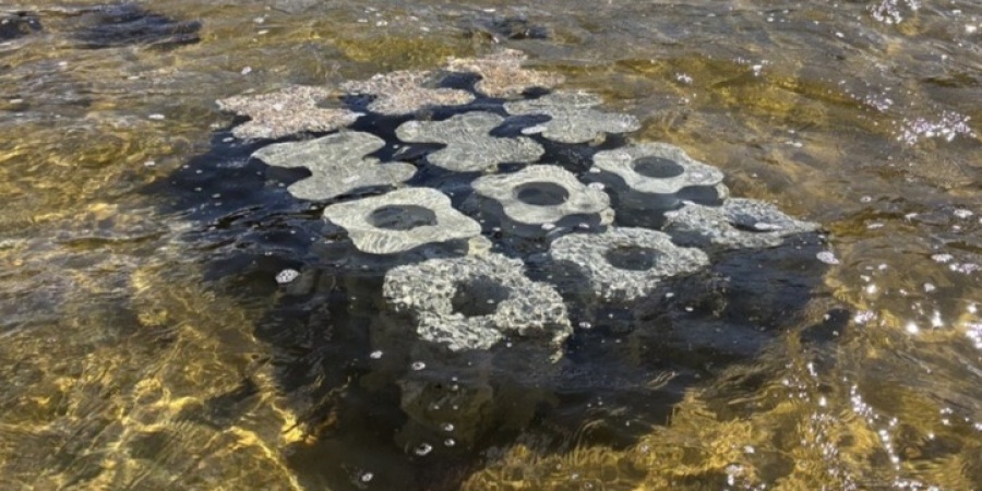 Twelve artificial reef modules in shallow water