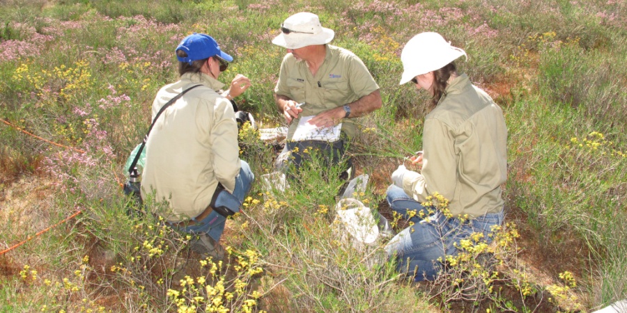 Three people kneel in a wildflower-filled grassland, examining plants and notes during a field survey in a natural bushland setting.