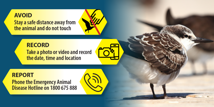 Infographic showing three steps for reporting suspected bird flu. On the left, yellow panels with icons state: “Avoid – Stay a safe distance away from the animal and do not touch”; “Record – Take a photo or video and record the date, time and location”; and “Report – Phone the Emergency Animal Disease Hotline on 1800 675 888.” On the right, a close-up photograph of a brown and white shorebird standing on a beach, with blurred birds in the background.