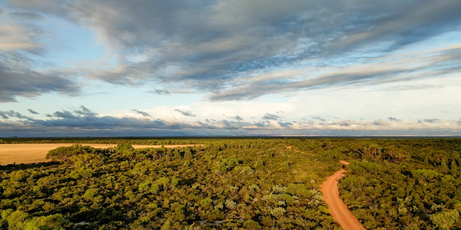 A wide aerial view of a rural landscape with a winding red dirt road cutting through dense green shrubland. To the left, a patch of golden farmland contrasts with the surrounding vegetation. The horizon stretches flat beneath a partly cloudy sky, with soft, diffused sunlight illuminating the scene.