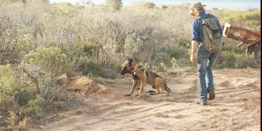 A feral cat detection dog on Dirk Hartog Island. Photo by DBCA
