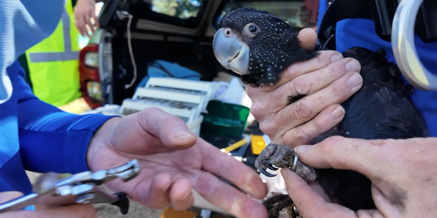 Close-up of a forest red-tailed black cockatoo being carefully handled by researchers. One person holds the bird securely while another attaches a metal identification band to its leg.