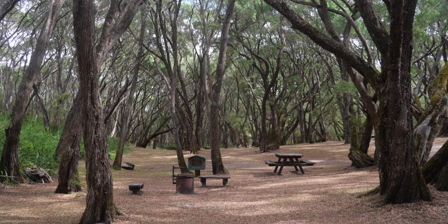 A shaded campground nestled within a dense forest of tall, twisting trees in D’Entrecasteaux National Park. The open campsite features a picnic table, benches, a fire ring, and an information board on a carpet of dry leaves and pine needles. Sunlight filters through the canopy, creating a peaceful bushland setting surrounded by green understorey vegetation.