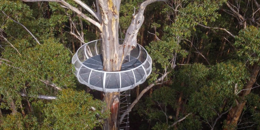 A circular steel viewing platform wraps around the trunk of a towering eucalyptus tree, high above the forest floor. The platform features mesh safety barriers and is accessed by a ladder attached to the trunk. Dense green forest canopy surrounds the structure, highlighting its elevated position among the tree branches.