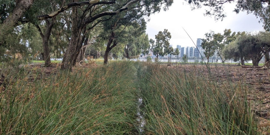 A natural area with tall grass and scattered trees, featuring a narrow, water-filled channel running through the center. In the background, there are modern buildings visible under a partially cloudy sky.