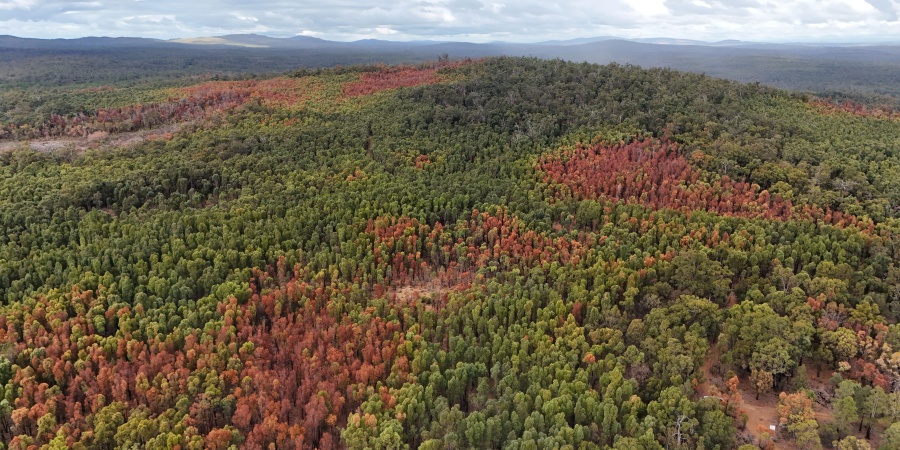 Patchy die-off of jarrah forest from the 2023-24 heatwave and drought event experience in south-west WA.