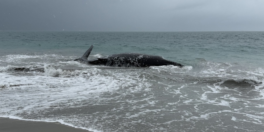 A humpback whale stranded in Shoalwater Islands Marine Park, Port Kennedy. Photo - DBCA