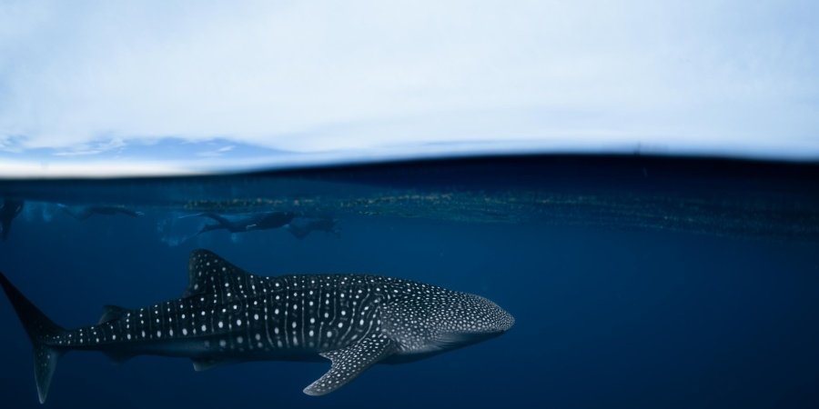 Whale Shark. Photo - Oashy Photo Onboard Ningaloo Discovery