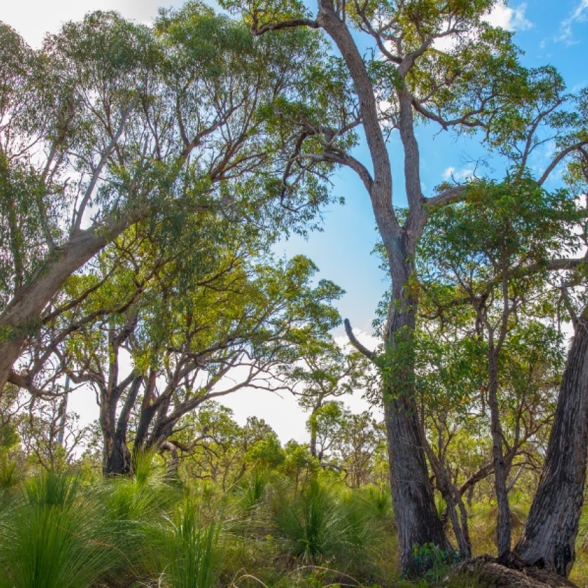 Northern Jarrah Forest