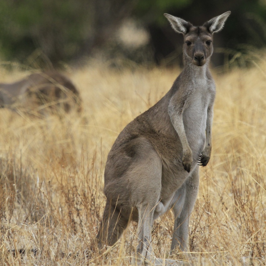 Western grey kangaroo