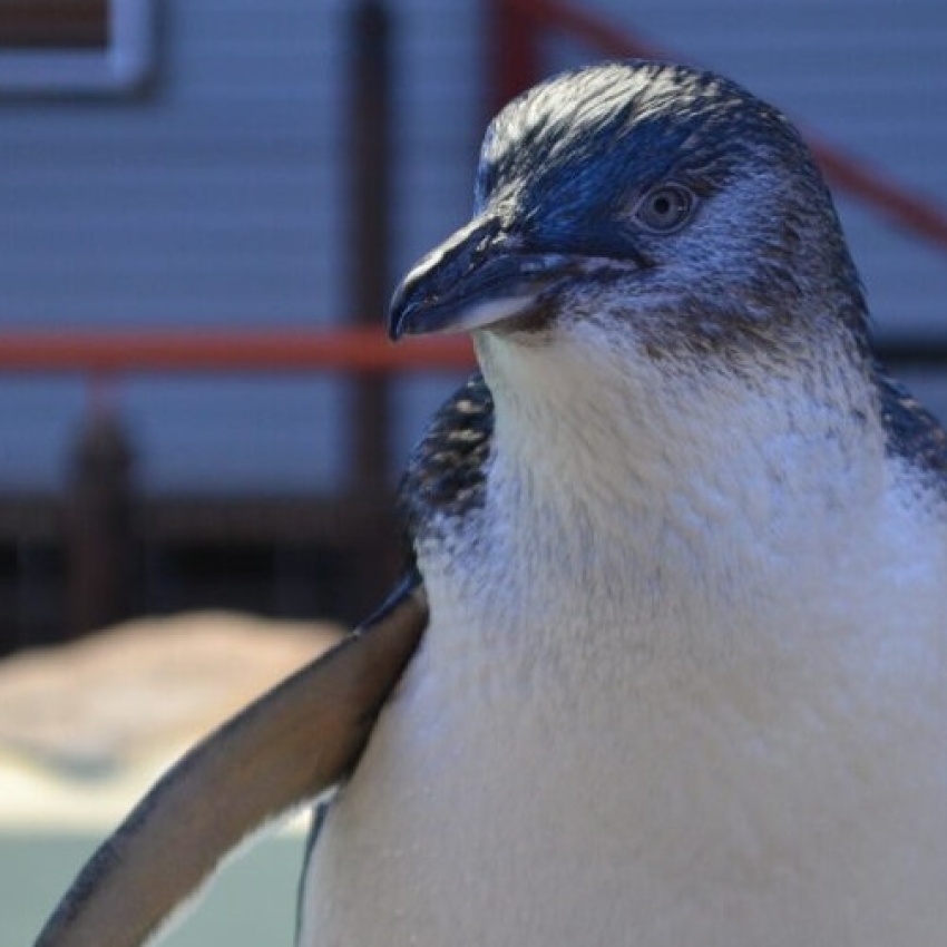 Lou the little penguin