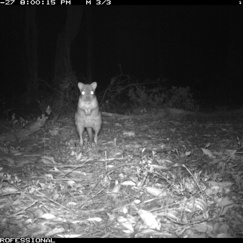 Woylie numbers bounce back near Collie