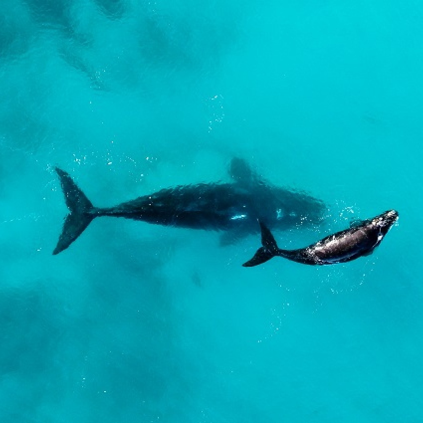 southern_right_wale_850x425