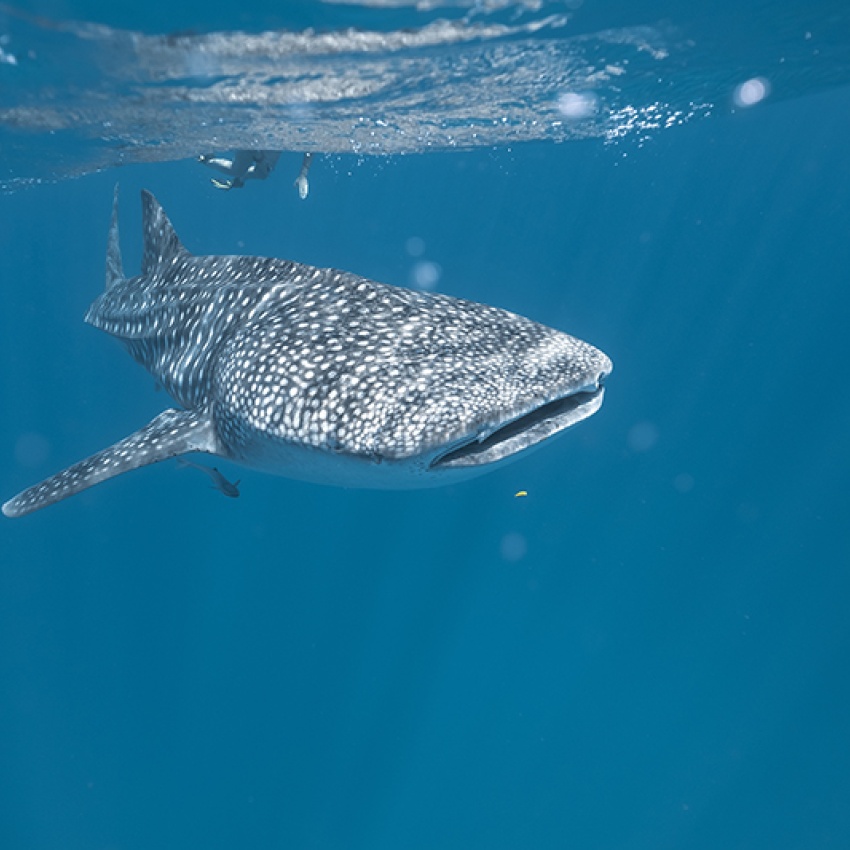Swimming with whale shark (Rhincodon typus). Photo Tourism Western Australia