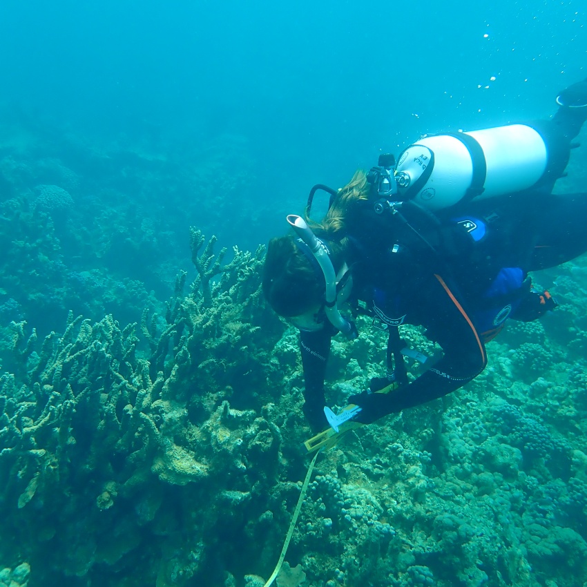 DBCA Research Scientist Tahlia Bassett conducting surveys of coral juvenile density and coral cover to monitor recovery at Bills Bay. Photo: DBCA 