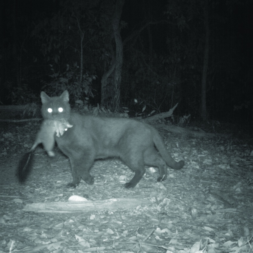 Feral cat caught on camera with a brush-tailed phascogale (Phascogale tapoatafa). Photo – DBCA 