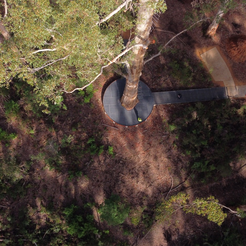 View from 37 metres high up in the Gloucester Tree, Pemberton