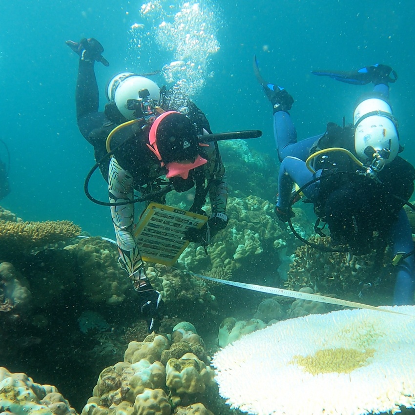Two divers take measurements of coral and record their findings.
