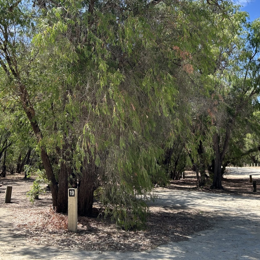 A campsite next to a peppermint tree with blue sky in teh background.