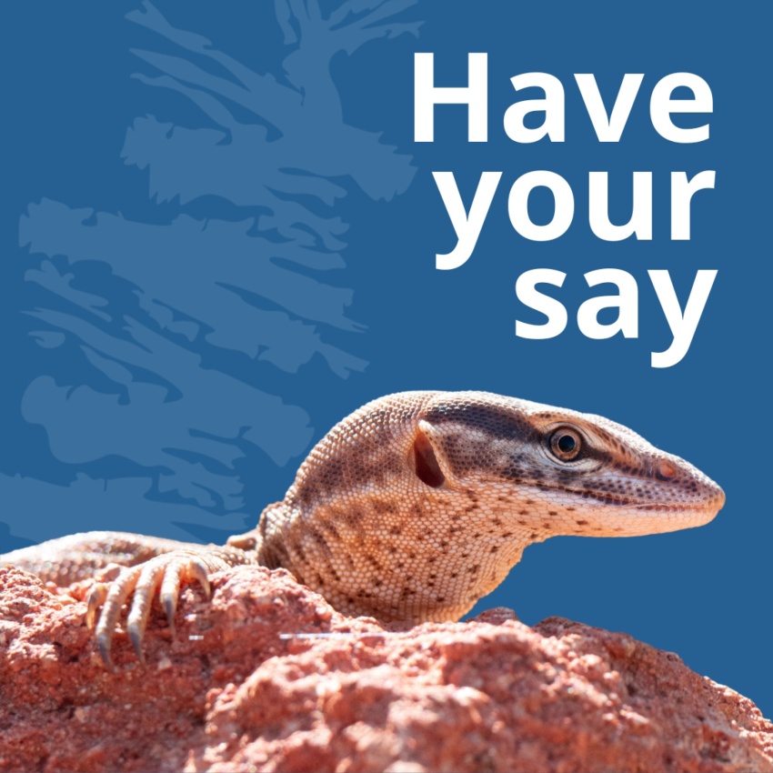 A lizard's head sticks out over a rock with a blue bacground and text that reads: Have your say