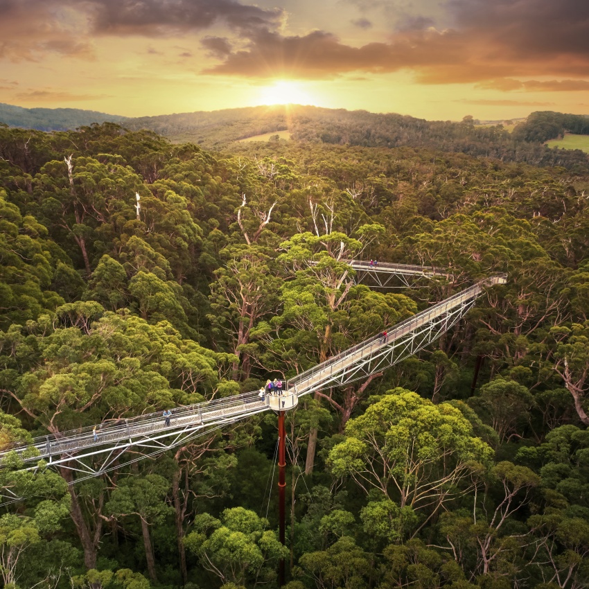 An elevated walkway through the tree canopies at sunset