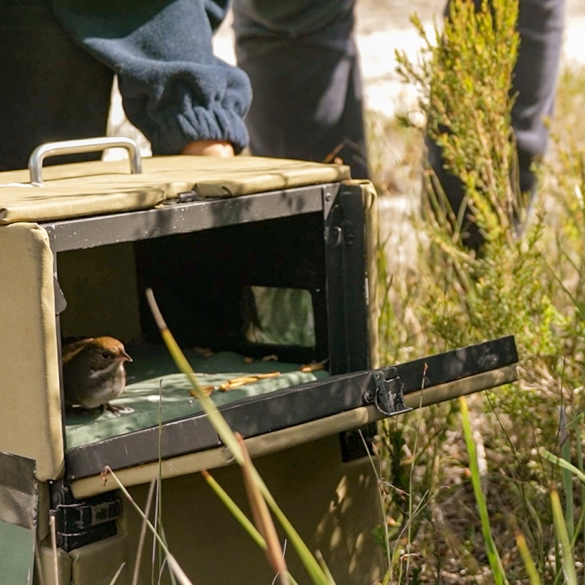 Noisy Scrub Bird being translocated. Photo - DBCA