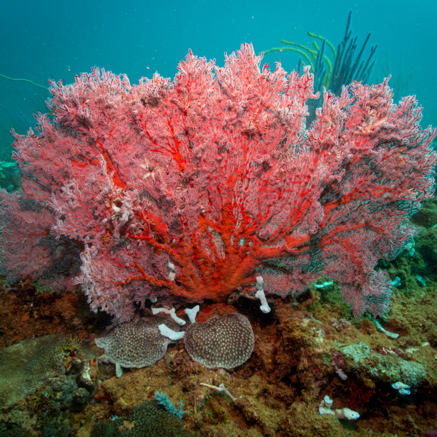 A community information session will be held at the Onslow Sports Club on Tuesday 9 December 2025 from 6pm. Photo: Oceanwise 