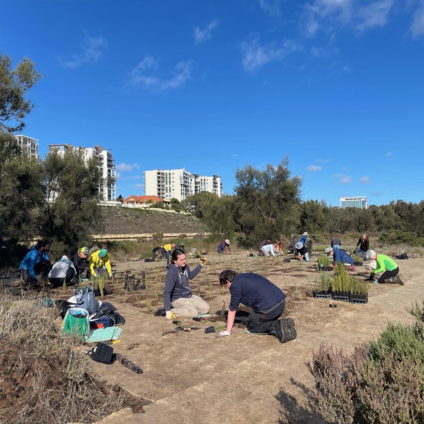 A group of people are planting seedlings in a cleared area amongst shrubbery. 