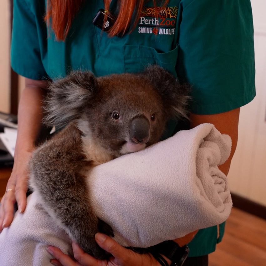 Koala wrapped in a white towel during a veterinary check.