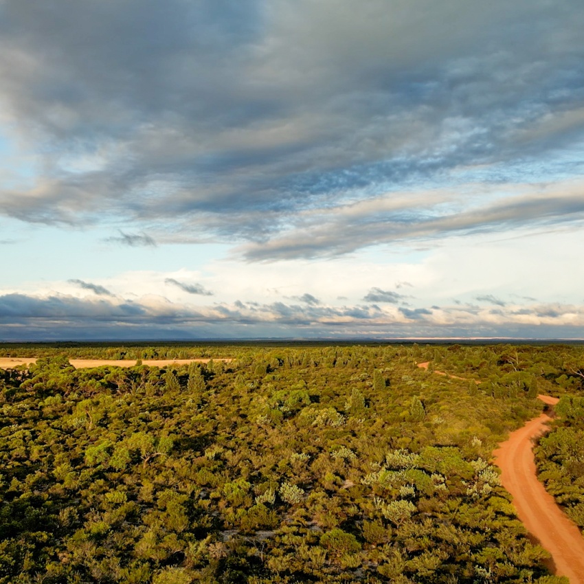 A wide aerial view of a rural landscape with a winding red dirt road cutting through dense green shrubland. To the left, a patch of golden farmland contrasts with the surrounding vegetation. The horizon stretches flat beneath a partly cloudy sky, with soft, diffused sunlight illuminating the scene.