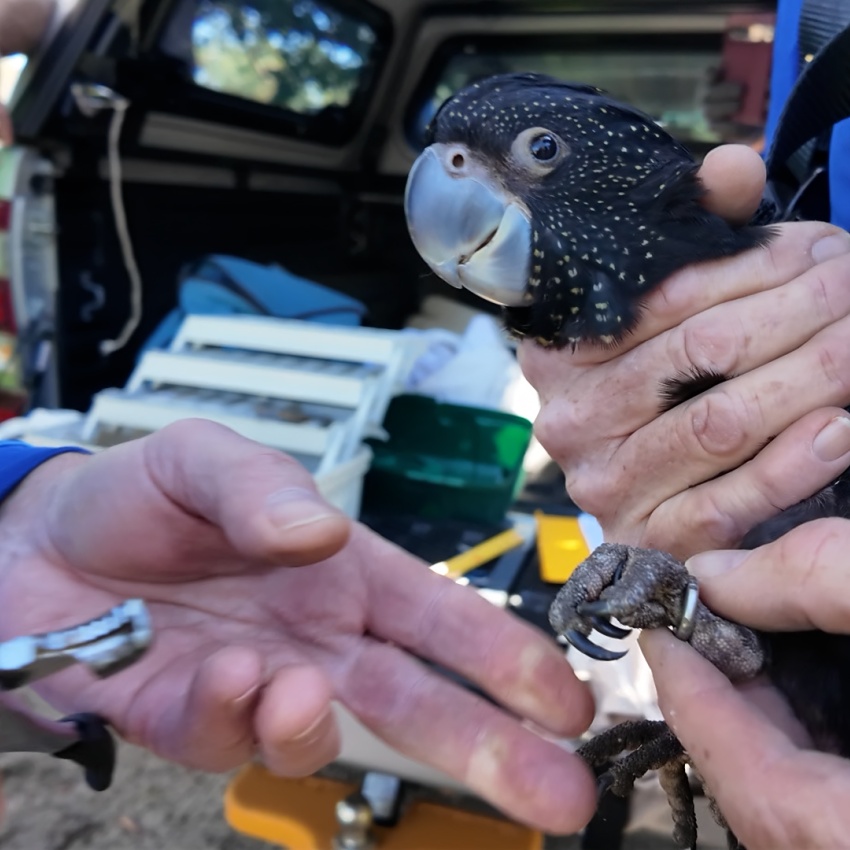 Close-up of a forest red-tailed black cockatoo being carefully handled by researchers. One person holds the bird securely while another attaches a metal identification band to its leg.