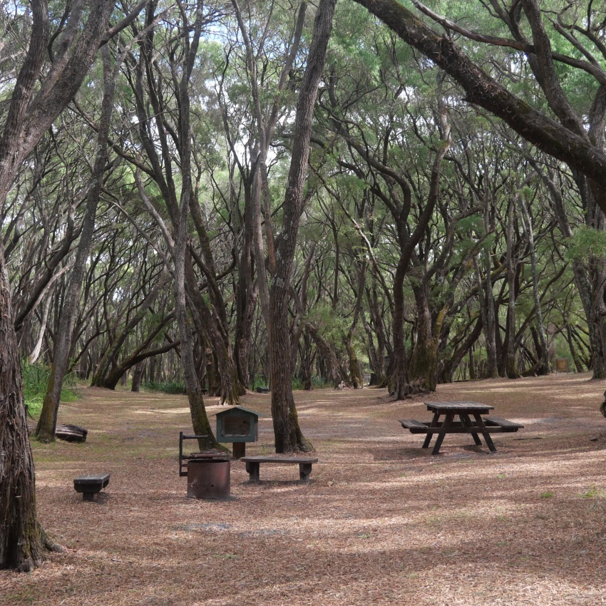 A shaded campground nestled within a dense forest of tall, twisting trees in D’Entrecasteaux National Park. The open campsite features a picnic table, benches, a fire ring, and an information board on a carpet of dry leaves and pine needles. Sunlight filters through the canopy, creating a peaceful bushland setting surrounded by green understorey vegetation.