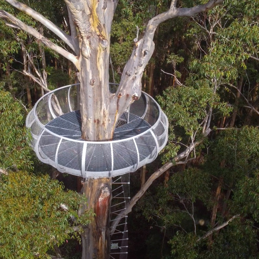 A circular steel viewing platform wraps around the trunk of a towering eucalyptus tree, high above the forest floor. The platform features mesh safety barriers and is accessed by a ladder attached to the trunk. Dense green forest canopy surrounds the structure, highlighting its elevated position among the tree branches.